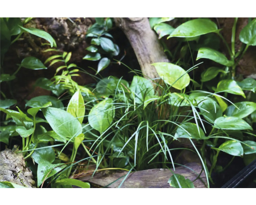 Nahaufnahme einer Terrarium-Bepflanzung mit verschiedenen Pflanzenarten