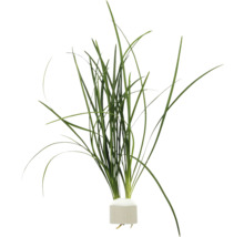 Plante d''aquarium avec de longues feuilles vertes