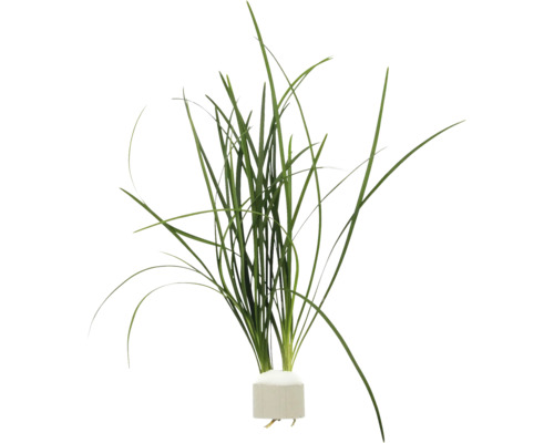 Plante d''aquarium avec de longues feuilles vertes