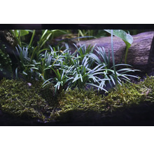 Plantes d''aquarium et mousse sur un morceau de bois