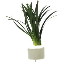 Plante d''aquarium verte dans un pot en ciment