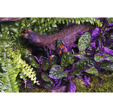 Gros plan de crustacés et de plantes dans un terrarium
