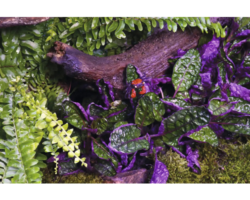 Gros plan de crustacés et de plantes dans un terrarium