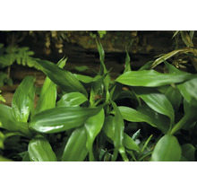 Plante verte dragonnier avec feuilles