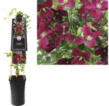 Clematis im Topf mit purpurroten Blüten