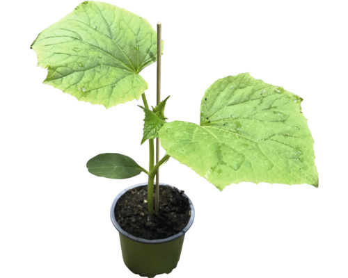 Plant de concombre en pot avec tuteur pour plantes