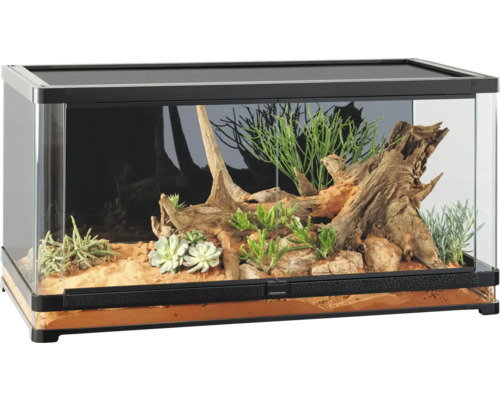 Eingerichtetes Terrarium mit Pflanzen und Holzwurzeln