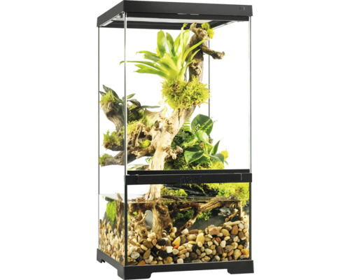 Terrarium aménagé avec plantes et zone aquatique.