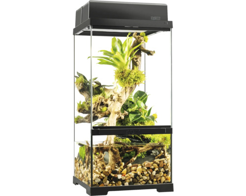 Terrarium aménagé avec plantes et pierres