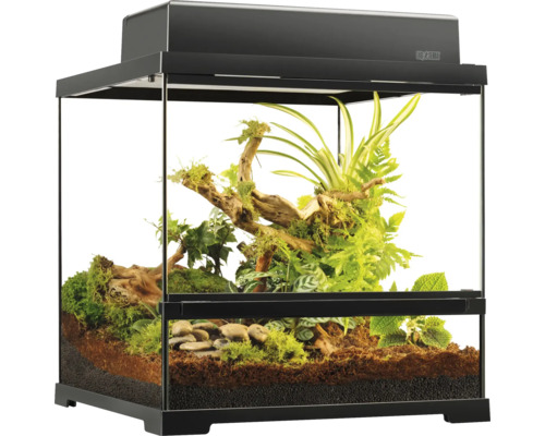 Terrarium avec plantes et décorations
