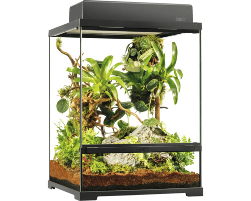 Terrarium aménagé avec des plantes et du substrat pour reptiles