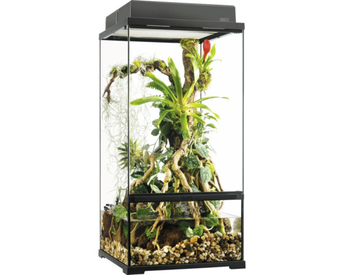 Terrarium avec plantes et pierres pour la garde d''animaux