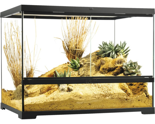 Terrarium avec plantes et décoration