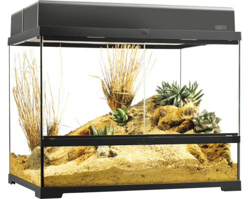 Terrarium aménagé pour animaux du désert avec plantes et sable