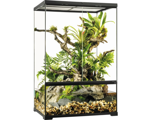 Terrarium en verre avec plantes, bois et eau pour reptiles et amphibiens