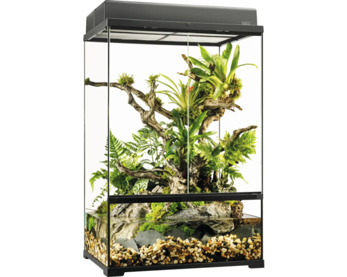 Terrarium aménagé avec plantes et zone aquatique