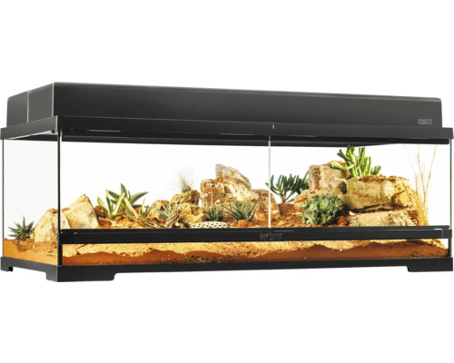 Terrarium avec paysage désertique, pierres et plantes succulentes