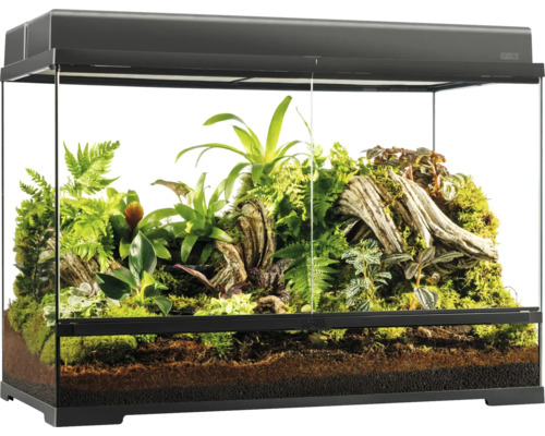 Terrarium en verre avec plantes et substrat pour reptiles et amphibiens