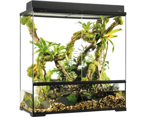 Terrarium aménagé avec plantes, eau et pierres
