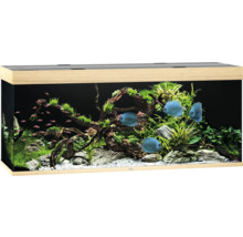 Aquarium décoratif avec poissons, plantes et éléments en bois