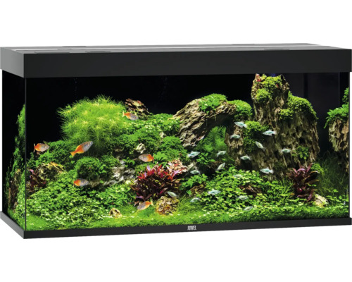 Aquarium aménagé avec poissons et plantes