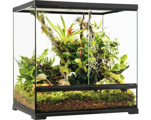 Terrarium avec plantes et décoration naturelle pour reptiles et amphibiens