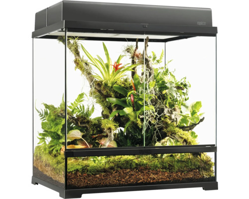Terrarium avec plantes et substrat