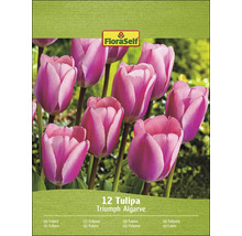Paquet de tulipes Triumph Algarve, 12 pièces