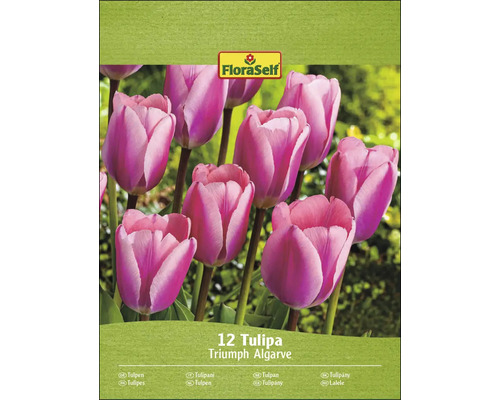 Paquet de tulipes Triumph Algarve, 12 pièces