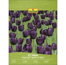 Paquet de 12 tulipes Queen of Night