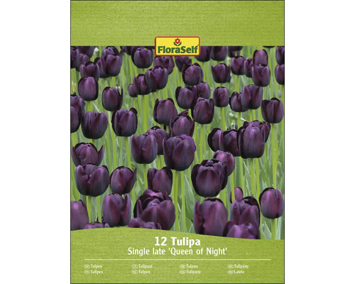 Paquet de 12 tulipes Queen of Night