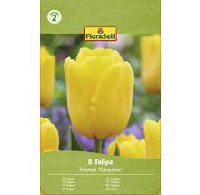 Emballage bulbes de tulipes triomphe jaunes