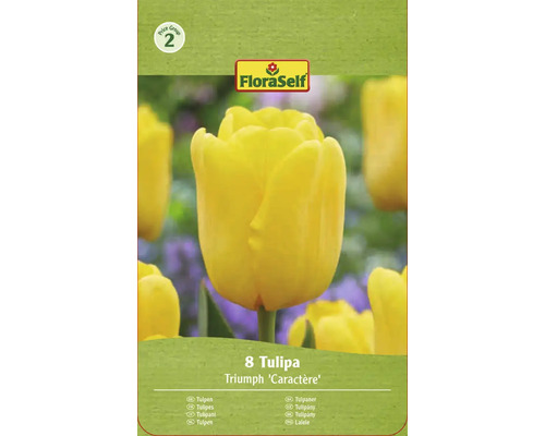 Emballage bulbes de tulipes triomphe jaunes