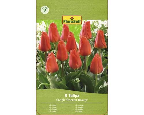 Verpackung mit acht Tulpen der Sorte Greigii Oriental Beauty