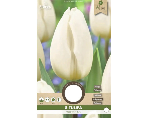 Verpackung mit acht Tulpen der Sorte White Flag