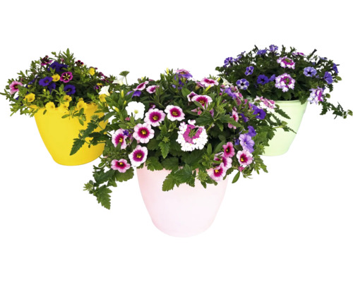 Balkonpflanzen Mix FloraSelf Sommermix Arrangement Ø 28 cm Topf