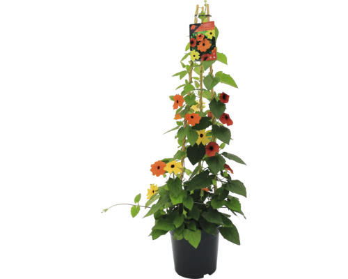 Schwarzäugige Susanne Pyramide FloraSelf Thunbergia alata Gesamthöhe ca. 90 cm Ø 19 cm Topf dreifarbig Schwarzäugige Susanne Pyramide FloraSelf Thunbergia alata Gesamthöhe ca. 90 cm Ø 19 cm Topf dreifarbig