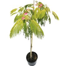 Arbre à soie en pot avec feuilles et fleurs
