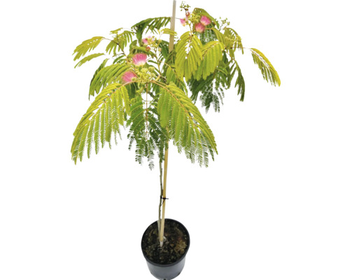 Seidenbaum 'Ombrella' Stamm FloraSelf Albizia julibrissin 'Ombrella' Stammhöhe 50-70 cm Gesamthöhe ca. 80-100 cm Co 7,5 L Seidenbaum 'Ombrella' Stamm FloraSelf Albizia julibrissin 'Ombrella' Stammhöhe 50-70 cm Gesamthöhe ca. 80-100 cm Co 7,5 L