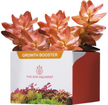 "Ludwigia palustris ""Super Red"" en pot pour aquariums"