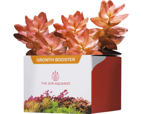 Engrais pour plantes d'aquarium 2HR Aquarist APT APT j / Jazz PlantBooster 54 pièces capsules d'engrais "Ludwigia palustris ""Super Red"" en pot pour aquariums"