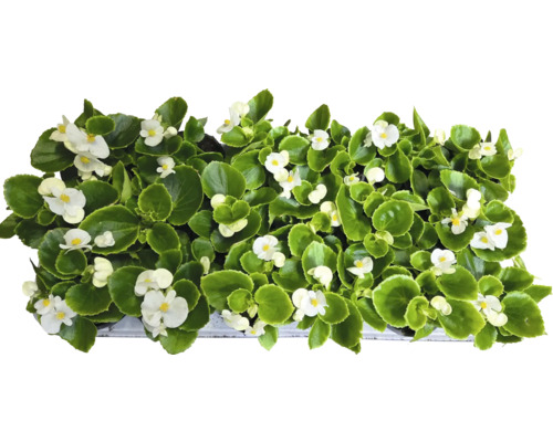 Bégonias avec des fleurs blanches et des feuilles vertes