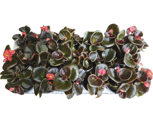 Bégonias avec fleurs et feuilles dans un bol