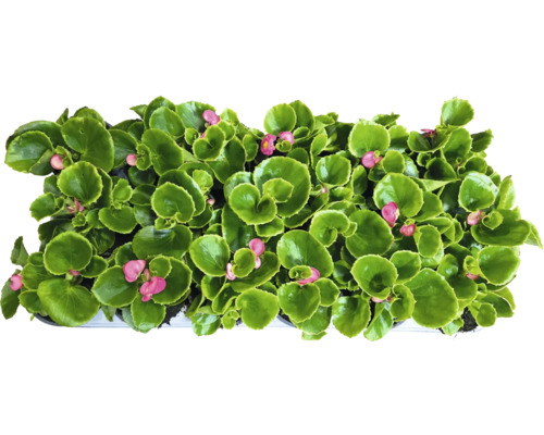 Bégonia avec feuilles vertes et fleurs roses