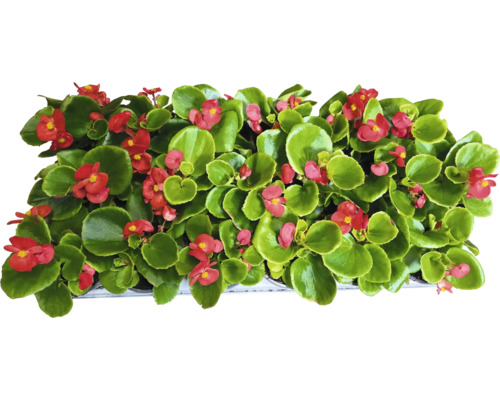 Bégonias avec des fleurs rouges et des feuilles vertes