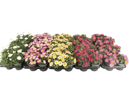 Différentes marguerites en pot