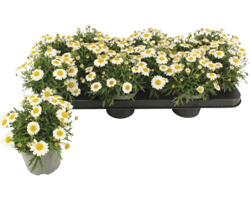 Pâquerettes en pot et dans un plateau