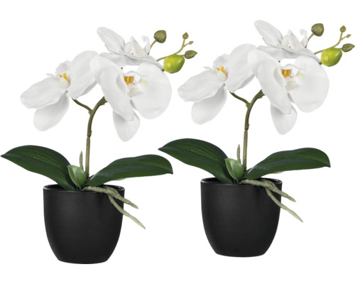 Zwei weiße Orchideen in schwarzen Töpfen