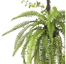 Hängepflanze mit Farn und kleinen Blättern