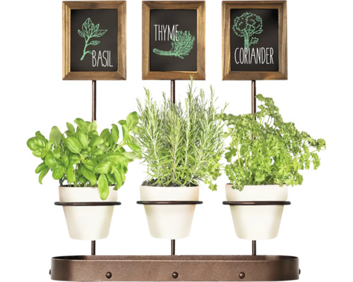 Jardin d''herbes aromatiques avec basilic, thym et coriandre en pots avec étiquettes